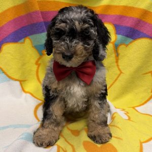 Male Goldendoodle Born: 5/1/26 $2099.99 USDA# 48-A-0366