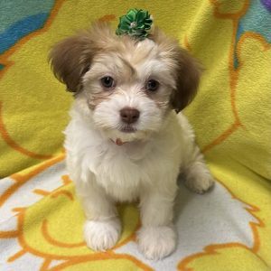 Female Havanese Born: 3/19/26 $1799.99 USDA# 47-B-0126