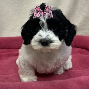 Female Mini Bernedoodle Born: 12/12/25 $2299.99 USDA# 47-B-0126