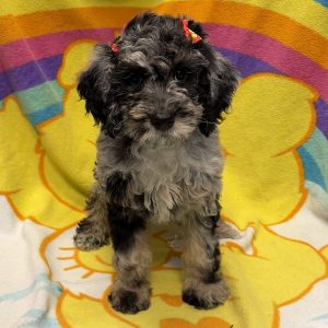 Female Goldendoodle Born: 5/1/26 $2099.99 USDA# 48-A-0366