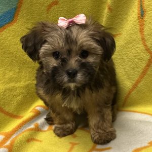 Female Shorkie (Shih Tzu x Yorkie)  Born: 3/21/26 $2299.99 USDA# 47-B-0126