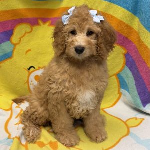 Female Bernedoodle Born: 4/19/26 $1899.99 USDA# 48_A-0366
