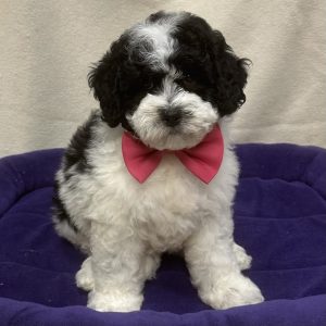 Male Mini Bernedoodle Born: 12/12/25 $2499.99 USDA# 47-B-0126