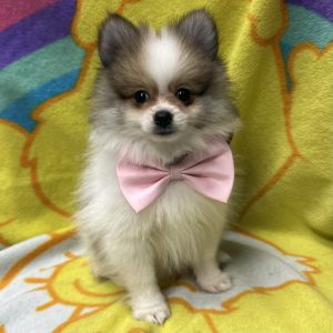 Male Pomeranian Born: 3/14/26 $2499.99 USDA# 47-B-0126