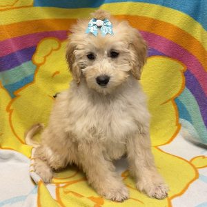 Female Bernedoodle Born: 4/19/26 $1899.99 USDA# 48-A-0366