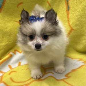 Female Pomeranian Born: 3/17/26 $2699.99 USDA# 47-B-0126