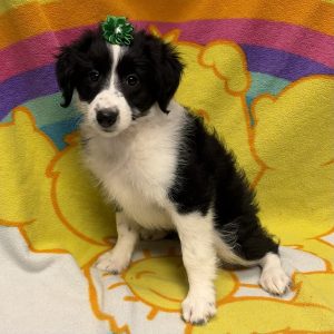 Female Aussiepoo (Mini Aussie x Poodle) Born: 5/11/26 $1699.99 USDA# 46-A-0270