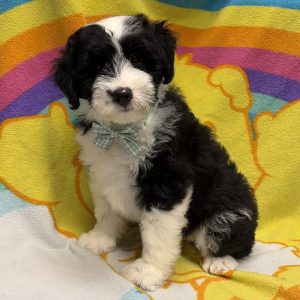 Male Aussiepoo (Mini Aussie x Poodle) Born: 5/11/26 $1799.99 USDA# 46-A-0270