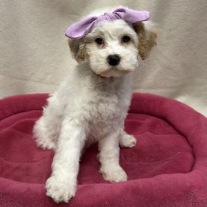 Female Mini Bernedoodle Born: 12/12/25 $2099.99 USDA# 47-B-0126