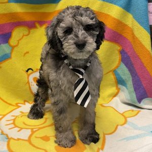 Male Goldendoodle Born: 5/1/26 $1999.99 USDA# 48-A-0366