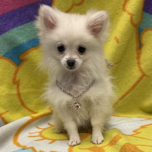 Female Pomeranian Born: 2/14/26 $2699.99 USDA# 47-B-0126