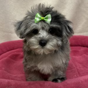 Female Schnoodle (Schnauzer x Poodle) Born: 12/4/25 $1999.99 USDA# 47-B-0126