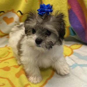 Female Yo-chon (Yorkie x Bichon) Born: 3/8/26 $1999.99 USDA# 47-B-0126
