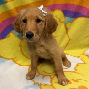 Female Golden Retriever Born: 5/2/26 $2099.99 USDA# 48-A-0366