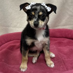 Female Pomchi (Pomeranian x Chihuahua) Born: 12/5/25 $1899.99 USDA# 47-B-0126