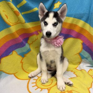 Female Siberian Husky Born: 5/4/26 $1899.99 USDA# 42-A-1608