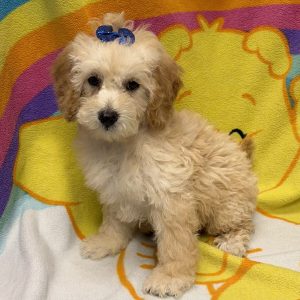Female Bernedoodle Born: 4/19/26 $1899.99 USDA# 48-A-0366