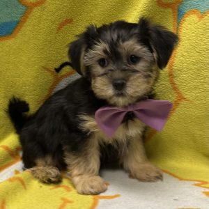 Male Shorkie (Shih Tzu x Yorkie) Born: 3/21/26 $1999.99 USDA# 47-B-0126