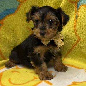Male Yorkshire Terrier Born: 3/17/26 $2299.99 USDA# 47-B-0126