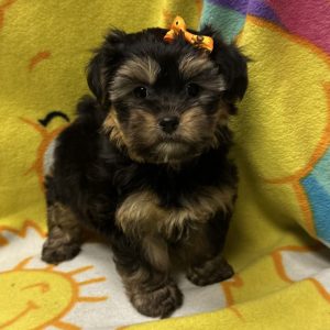 Female Shorkie (Shih Tzu x Yorkie)   Born: 3/21/26 $2299.99 USDA# 47-B-0126
