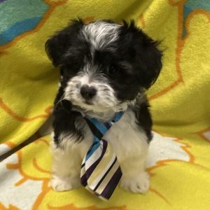 Male Morkiepoo (Maltese/Yorkie x Poodle) Born: 3/22/26 $1999.99 USDA# 47-B-0126
