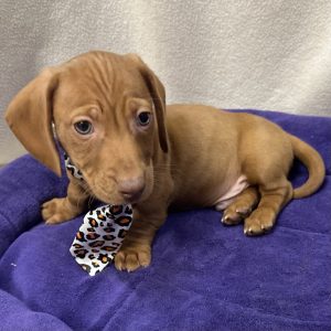 Male Dachshund Born: 12/11/25 $2299.99 USDA# 47-B-0126