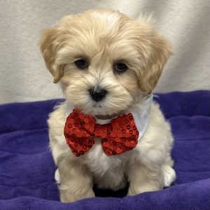 Male Pooshi (Poodle x Shih Tzu) Born: 12/13/25 $1999.99 USDA# 47-B-0126