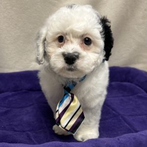 Male Mini Goldendoodle Born: 12/14/25 $1999.99 USDA# 47-B-0126