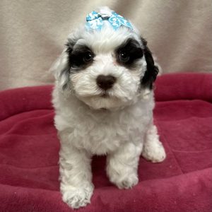 Female Mini Goldendoodle Born: 12/14/25 $1999.99 USDA# 47-B-0126