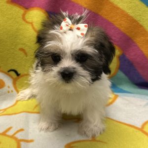 Female Shorkie (Shih Tzu x Yorkie) Born: 3/13/26 $1999.99 USDA# 47-B-0126