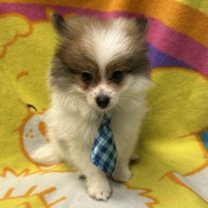 Male Pomeranian Born: 3/14/26 $2599.99 USDA# 47-B-0126