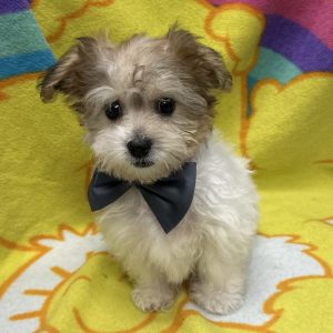 Male Yo-chon (Yorkie x Bichon) Born: 3/8/26 $1799.99 USDA# 47-B-0126