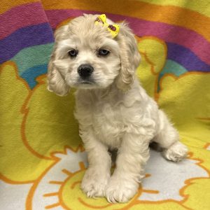 Female Cocker Spaniel Born: 3/4/26 $1899.99 USDA# 48-A-0336