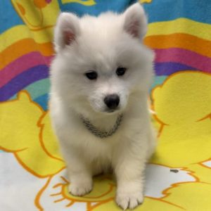 Male Samoyed Born: 5/28/26 $2199.99 USDA# 48-A-2193