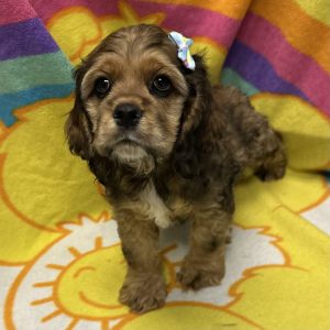 Female Cocker Spaniel Born: 3/4/26 $1999.99 USDA# 48-A-0336