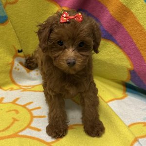 Female Maltipoo (Maltese x Poodle) Born: 3/10/26 $1999.99 USDA# 48-A-0336