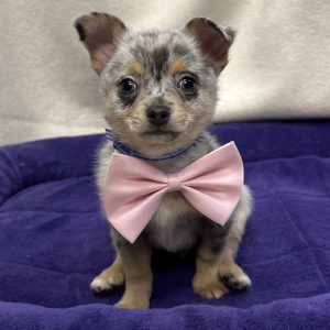 Male Pomchi (Pomeranian x Chihuahua) Born: 12/5/25 $2199.99 USDA# 47-B-0126