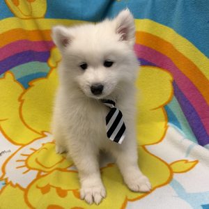 Male Samoyed Born: 5/28/26 $2199.99 USDA# 48-A-2193