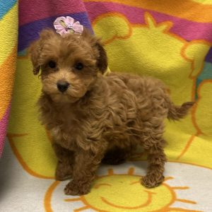 Female Maltipoo (Maltese x Poodle) Born: 3/10/26 $2099.99 USDA# 48-A-0336