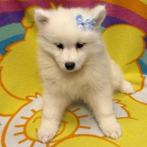 Female Samoyed Born: 5/28/26 $2199.99 USDA# 48-A-2193