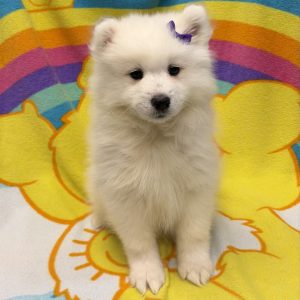 Female Samoyed Born: 5/28/26 $2199.99 USDA# 48-A-2193
