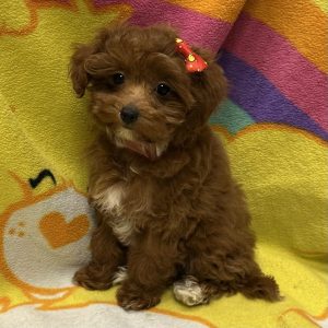 Female Maltipoo x Poodle Born: 3/1/26 $2099.99 USDA# 48-A-0336
