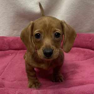 Female Dachshund Born: 12/11/25 $2399.99 USDA# 47-B-0126
