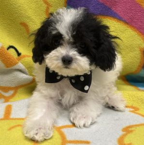 Male Poodle Born: 2/22/26 $2099.99 USDA# 48-A-0336