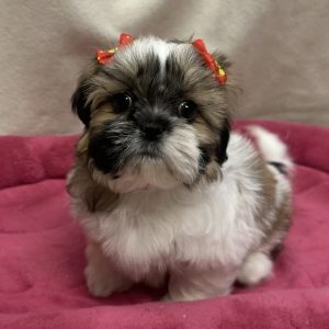 Female Shih Tzu  Born: 12/4/25 $1999.99 USDA# 47-B-1026