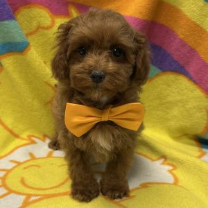 Male Maltese x Maltipoo Born: 2/28/26 $1999.99 USDA# 48-A-0336