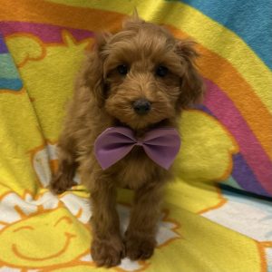 Male Maltese x Maltipoo Born: 2/28/26 $1899.99 USDA# 48-A-0336