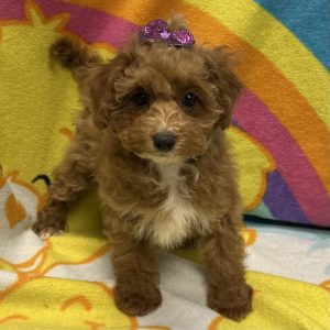 Female Maltese x Maltipoo Born: 2/28/26 $1899.99 USDA# 48-A-0336