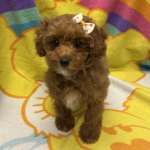 Female Maltese x Maltipoo Born: 2/28/26 $1899.99 USDA# 48-A-0336