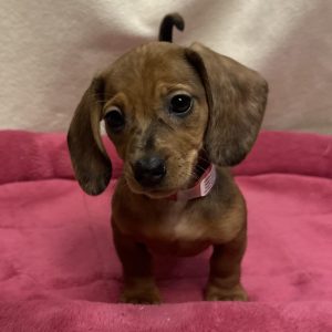Female Dachshund Born: 12/10/25 $2499.99 USDA# 47-B-0126